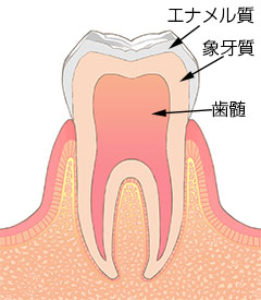 歯の構造