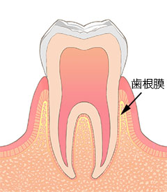 歯根膜